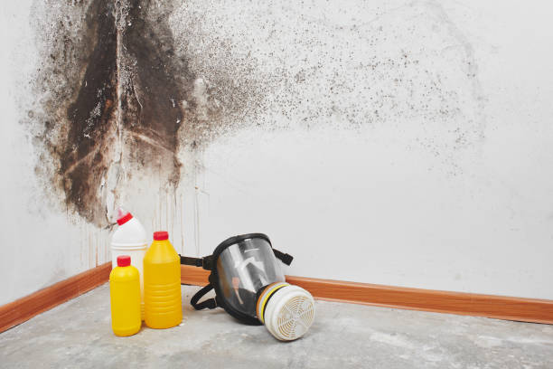 Best Residential Mold Removal  in Waelder, TX