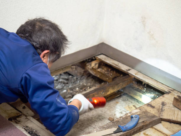 Best Emergency Mold Removal  in Waelder, TX