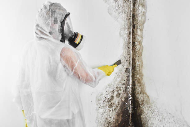 Best Mold Cleaning Services  in Waelder, TX