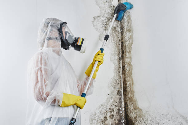Best Crawl Space Mold Removal  in Waelder, TX