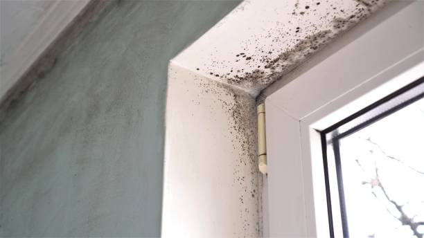 Best Attic Mold Removal  in Waelder, TX