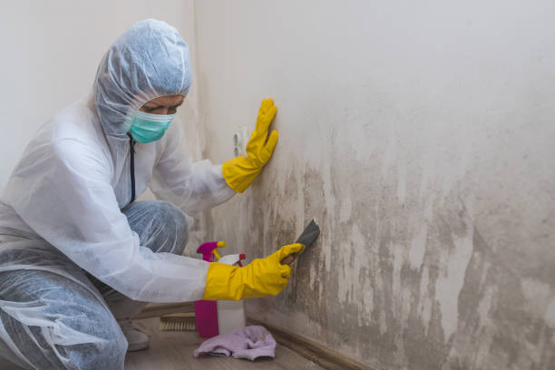 Best Professional Mold Removal  in Waelder, TX