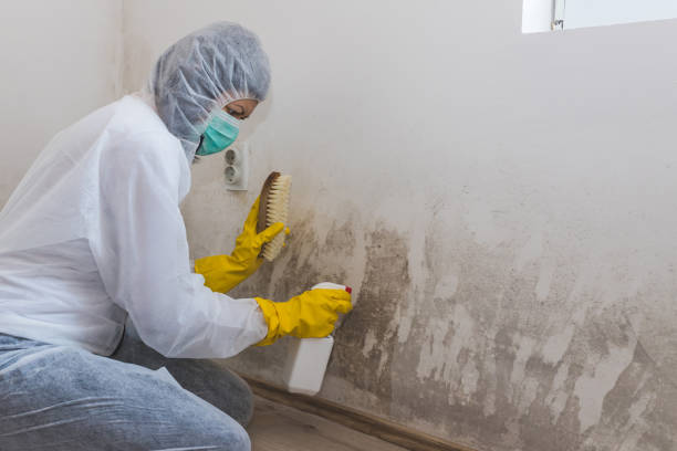 Best Home Mold Removal  in Waelder, TX