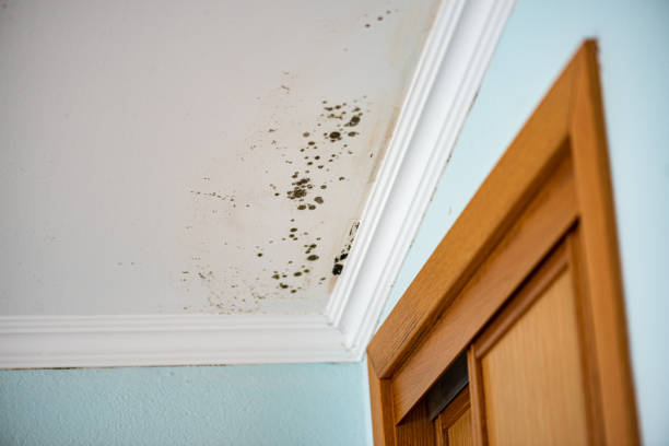 Best Mold Testing  in Waelder, TX
