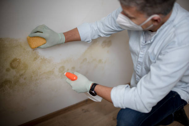 Best Professional Mold Removal  in Waelder, TX
