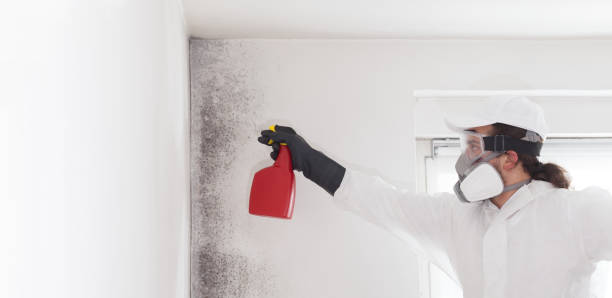 Best Toxic Mold Removal  in Waelder, TX