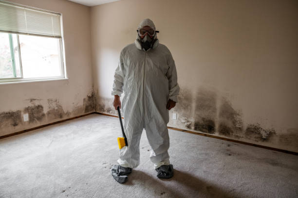Best Attic Mold Removal  in Waelder, TX