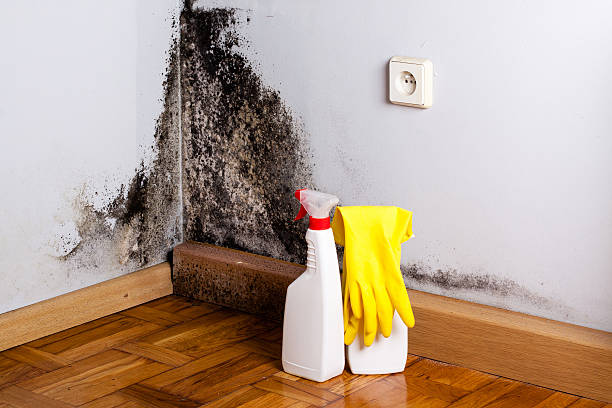 Professional Mold Removal in Waelder, TX