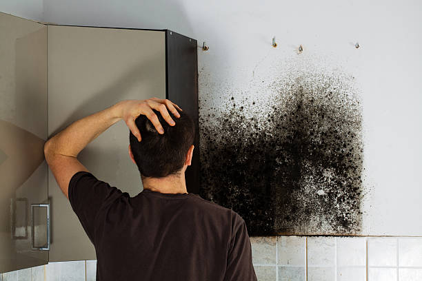 Best Black Mold Removal  in Waelder, TX